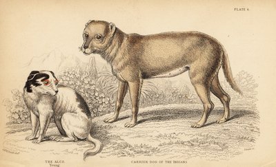 Bærerhund av indianerne eller Techichi fra Mexico, stamfar til chihuahuaen, Canis lupus familiaris, og en ung Alco-hund, Yzi-cuinte potzotli i Mexico, Canis lupus familiaris (Canis alco) av William Home Lizars