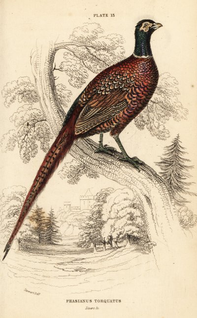 Vanlig fasan (ringhalset), fasan colchicus torquatus av William Home Lizars