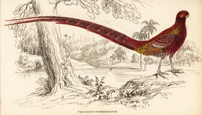 Kobberfasan eller Soemmerrings fasan, Syrmaticus soemmerringii (Phasianus soemmerringii) av William Home Lizars