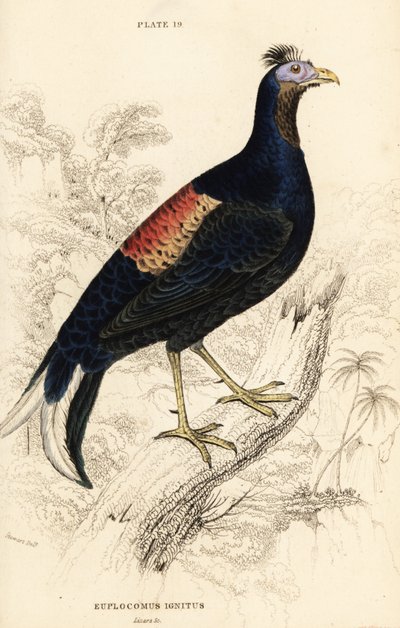 Crested fireback, Lophura brennende, hann (Macartney-hanen, Euplocomus ignitus) av William Home Lizars