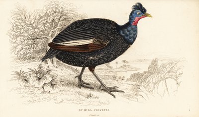 Perlehøne, Guttera pucherani (Numida cristata) av William Home Lizars