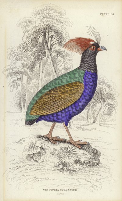 Cryptonix Coronatus av William Home Lizars