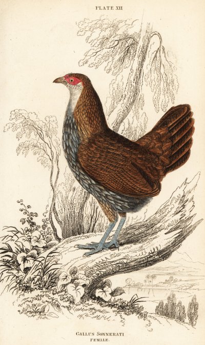 Hunn, grå junglefugl eller Sonnerats jungelfugl, Gallus sonneratii (Gallus sonnerati) av William Home Lizars