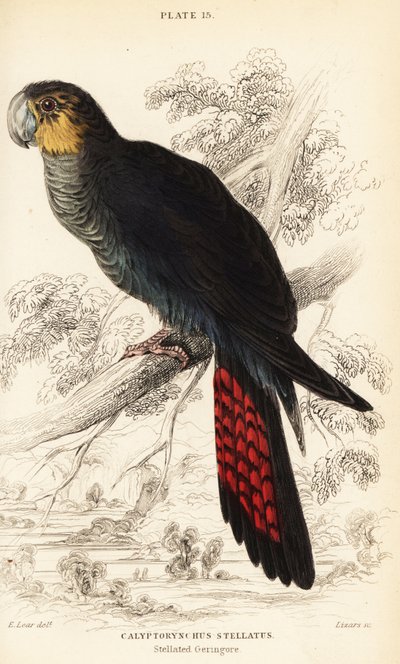 Blank svart kakadue, Calyptorhynchus lathami av William Home Lizars