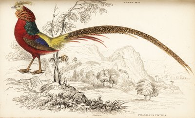 Gullfasan eller kinesisk fasan, Chrysolophus pictus (Phasianus pictus) av William Home Lizars