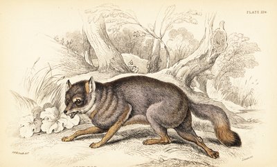 Grårev eller grårev, Urocyon cinereoargenteus (Vulpes cinereus) av William Home Lizars
