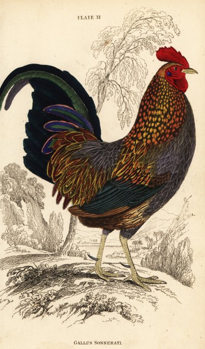 Grå jungelfugl eller Sonnerats jungelfugl, Gallus sonneratii (Gallus sonnerati) av William Home Lizars