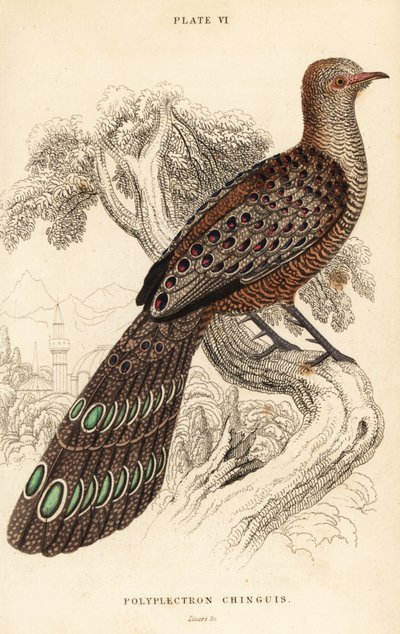Grå påfugl-fasan eller burmesisk påfugl-fasan, Polyplectron bicalcaratum av William Home Lizars