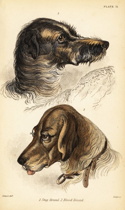 Hoder til en hjorthund 1 og blodhund 2, Canis lupus familiaris (Canis sagaces og Canis sanguinarius) av William Home Lizars