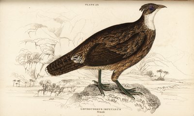 Himalaya monal, hunn, Lophophorus impejanus (Impeyan lophophorus, Lophophorus impeyanus) av William Home Lizars