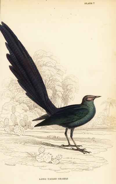 Langhalet blank stær, Lamprotornis caudatus av William Home Lizars