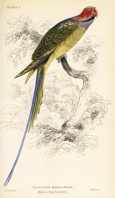 Langhaleparakit, Psittacula longicauda av William Home Lizars