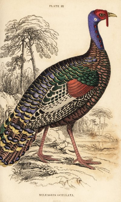 Ocellated kalkun, Meleagris ocellata av William Home Lizars
