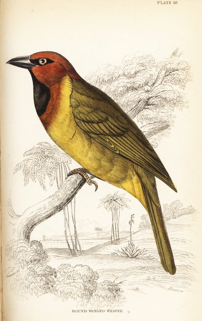 Olivennevet vever eller rundvinget vever, Ploceus brachypterus av William Home Lizars