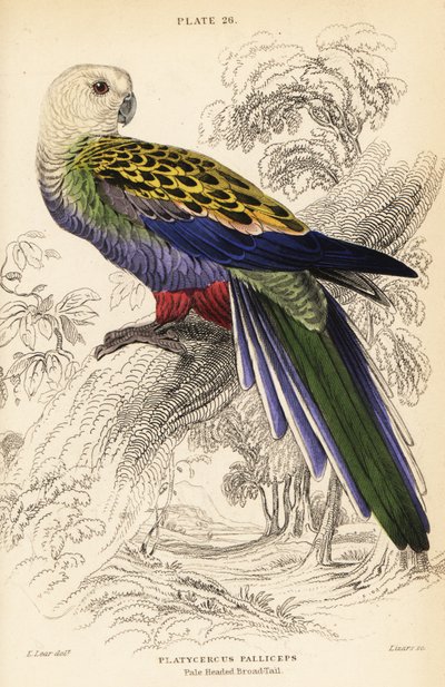 Blekhodet rosella (palliceps) av William Home Lizars