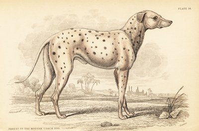 Forelder til den moderne trenerhunden, Canis lupus familiaris av William Home Lizars