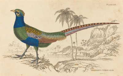 Phasianus Versicolor. av William Home Lizars