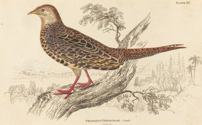 Phasianus Versicolor - Kvinne. av William Home Lizars