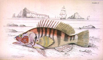 Plate 17 Serbanus Scriba (øya Baziluzzo), gravert av kunstneren fra 