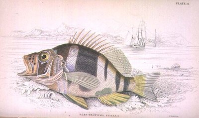 Plate 22 Plectropoma Puella, gravert av kunstneren fra 