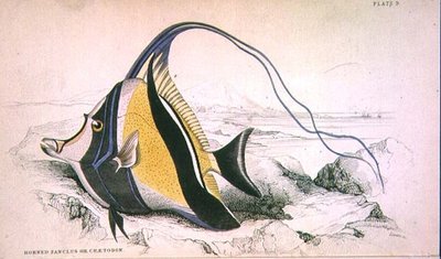 Plate 9 Horned Zanchus eller Chaetodon gravert av kunstneren fra 