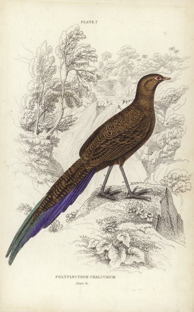 Polyplectron Chalcurum av William Home Lizars