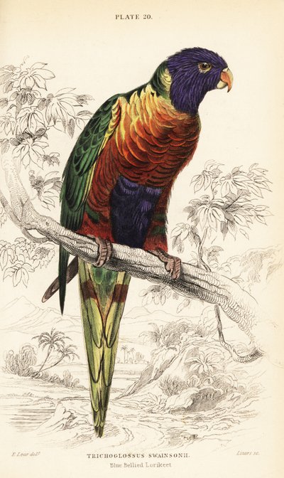Regnbue lorikeet, Trichoglossus moluccanus av William Home Lizars