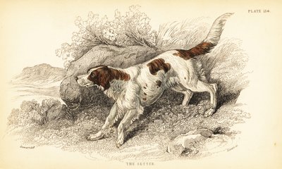 Setter, Canis lupus familiaris (Canis-indeks) av William Home Lizars