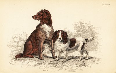 Setter og cocker spaniel, Canis lupus familiaris av William Home Lizars