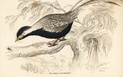 Sølvfasan, Lophura nycthemera (Phasianus nycthemerus) av William Home Lizars