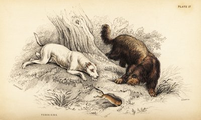 Glattbelagt terrier og skotsk eller trådhåret terrier, Canis lupus familiaris (Canis terrarius) av William Home Lizars