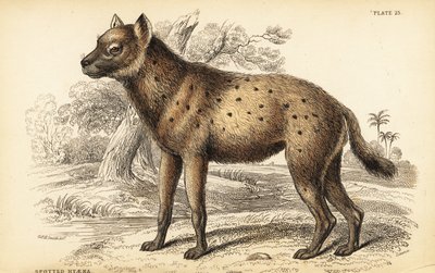 Flekkhyene eller latterhyene, Crocuta crocuta (Hyaena crocuta) av William Home Lizars