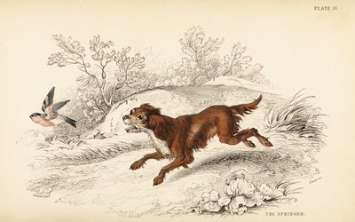 Springer eller engelsk springer spaniel, Canis lupus familiaris av William Home Lizars
