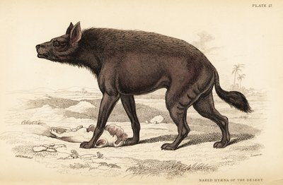Stripete hyene, Hyaena hyaena (Naken hyene i ørkenen, Hyaena vulgaris) av William Home Lizars