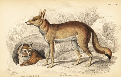Syrisk rev eller Taaleb, Vulpes thaleb (eller Blanfords rev, Vulpes cana?) og egyptisk rev eller Sabora, Vulpes vulpes niloticus av William Home Lizars