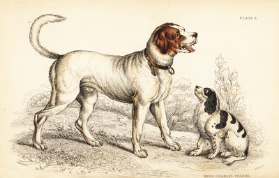Den alpine eller store St. Bernard-hunden, Canis lupus familiaris, og King Charles spaniel, Canis lupus familiaris (Canis extrarius) av William Home Lizars