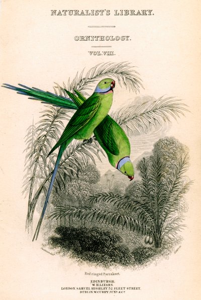 The Naturalists Library, Ornithology Vol VIII, Red ringed Parrakeet, c1833-1865. av William Home Lizars