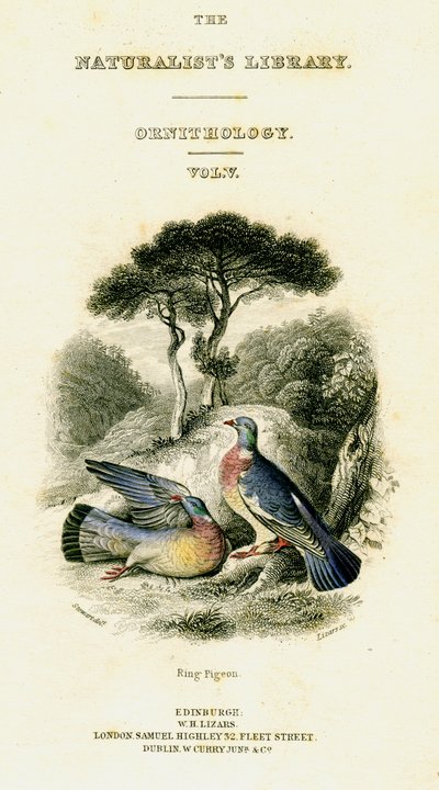 The Naturalists Library, Ornithology Vol V, Ring Pigeon, c1833-1865. av William Home Lizars
