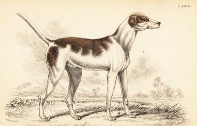 Den orientalske hunden, Canis lupus familiaris av William Home Lizars