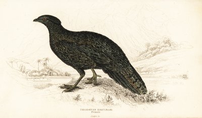 Vestlig tragopan eller vestlig horn tragopan, hunn, Tragopan melanocephalus av William Home Lizars