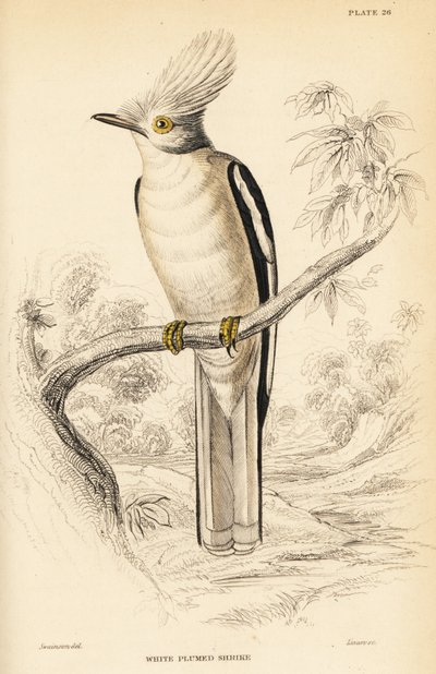 Hvitknepet hjelmskrike, Prionops plumatus av William Home Lizars