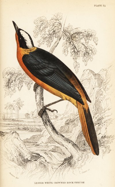 Hvitkronet robin-chat, Cossypha albicapilla (Små hvitkronet steintrost, Petrocincla albicapilla) av William Home Lizars