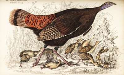 Vill kalkun, hunn og ung, Meleagris gallopavo av William Home Lizars