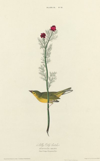Selbys fluesnapper av William Home Lizars after John James Audubon