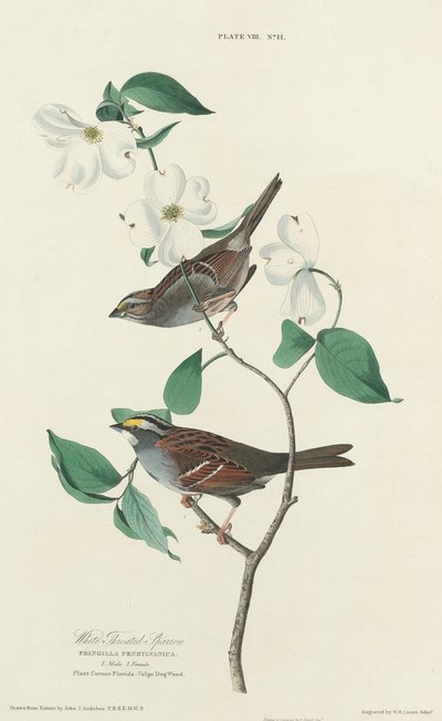 Hvitstrupespurv av William Home Lizars after John James Audubon