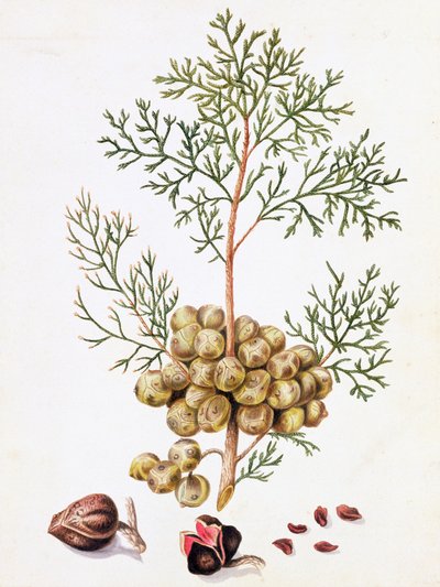 Sypressblad og nøtter av William Hooker