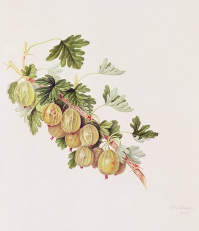 Grønn stikkelsbær, 1815 av William Hooker