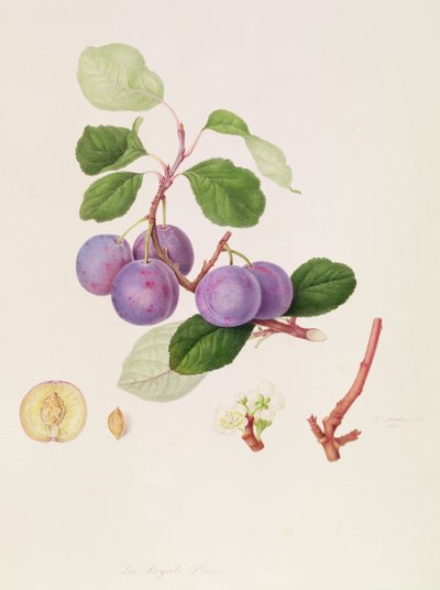 The Royale Plum, 1815 av William Hooker