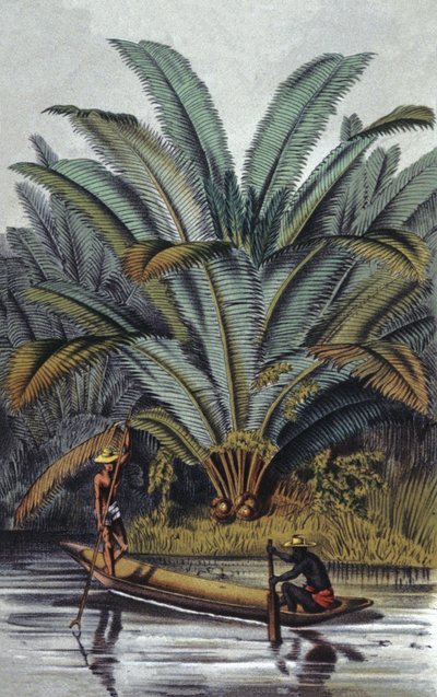 av William Hooker