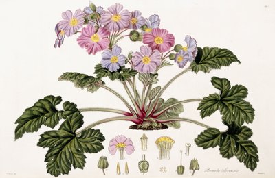 Primula Sinensis, 1821-1826 av William Hooker